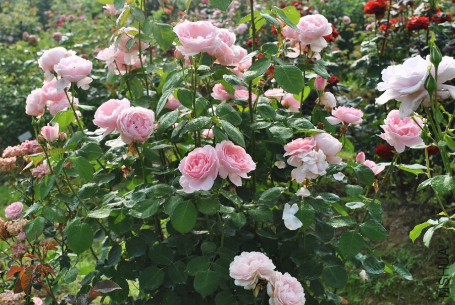 ��������˹�꣱ (1).jpg