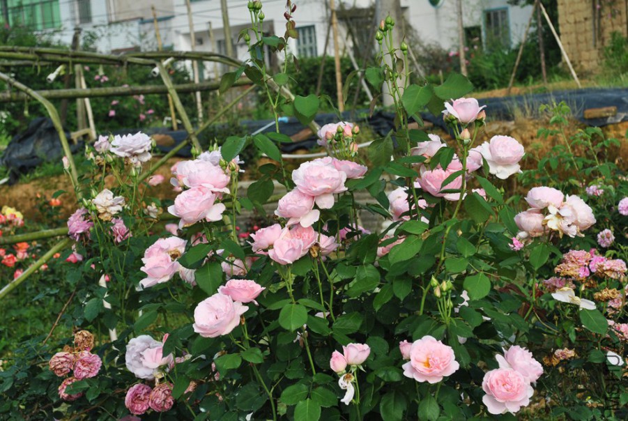 ���򷨰�˹�� (2).jpg