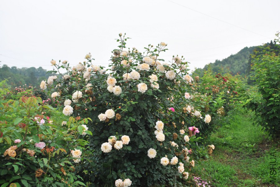 ����Ŧ���� (4).jpg