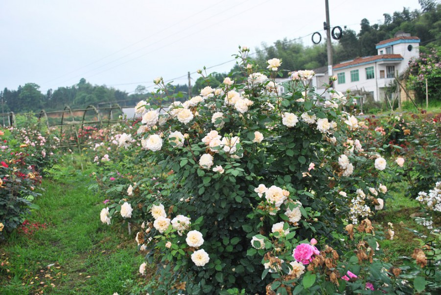 ����Ŧ���� (6).jpg