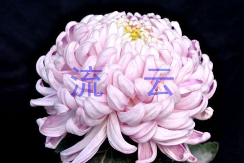 a391��ˮ����.jpg