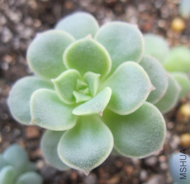 Echeveria 'Nicksana' �ݿ�ɯ�� 1 .JPG