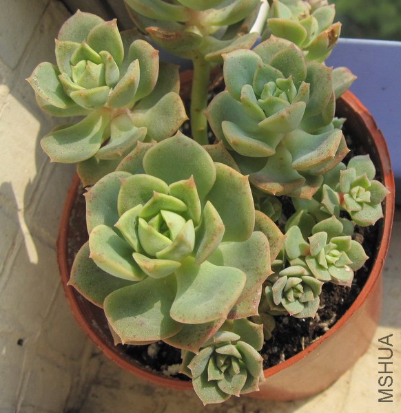 Echeveria 'Nicksana' �ݿ�ɯ�� 4.JPG