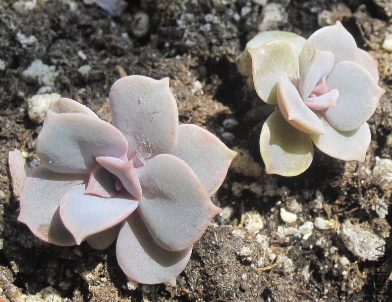 Echeveria 'Peale von Nurnberg' ������ 3.JPG