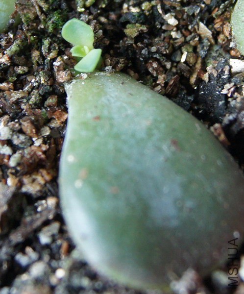 Echeveria 'Peale von Nurnberg' ������ 1.jpg