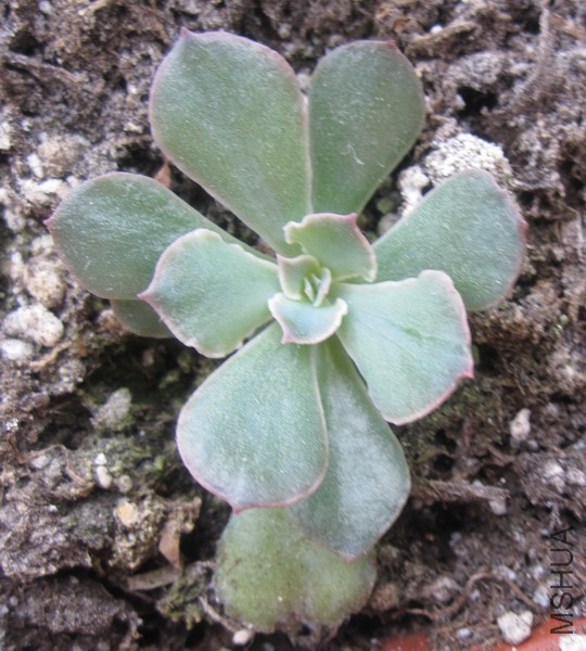 Echeveria shaviana 'Desert Star' ɳĮ֮�� 1.JPG