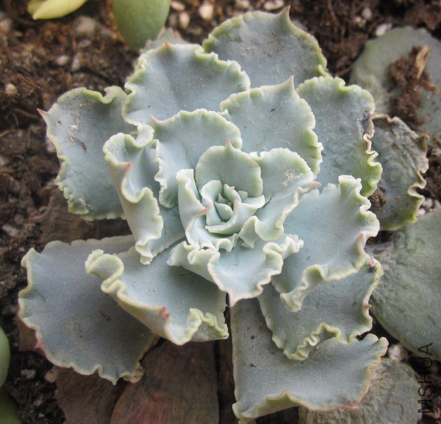 Echeveria shaviana 'Desert Star' ɳĮ֮�� 3.JPG