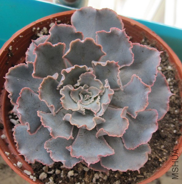 Echeveria shaviana 'Desert Star' ɳĮ֮�� 5.JPG