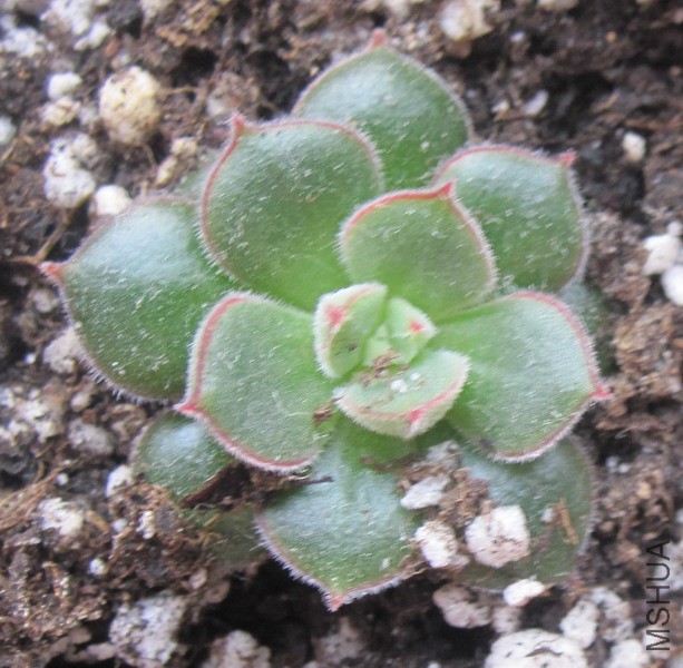Echeveria 'Joan Daniel' ����� 1.JPG