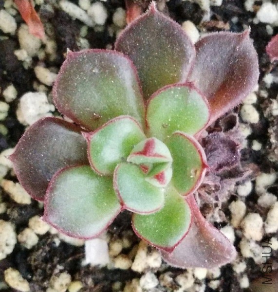 Echeveria 'Joan Daniel' ����� 4.jpg