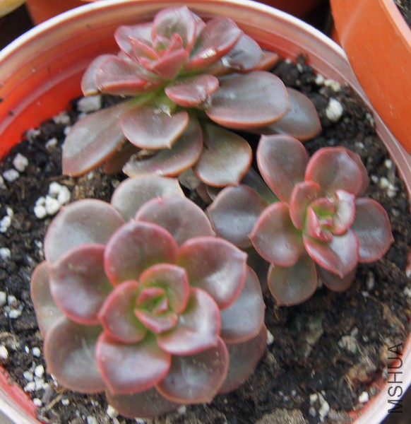 Echeveria 'Melaco' �ɿ�����ש 4.JPG