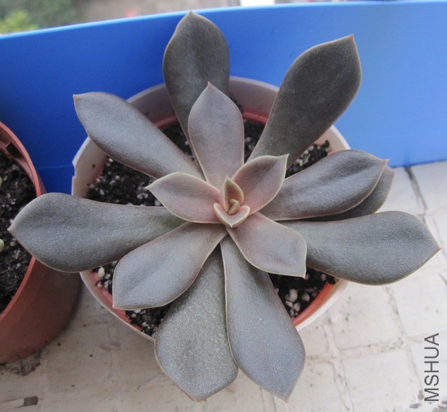 Echeveria 'Brown Sugar' ���� 2.JPG
