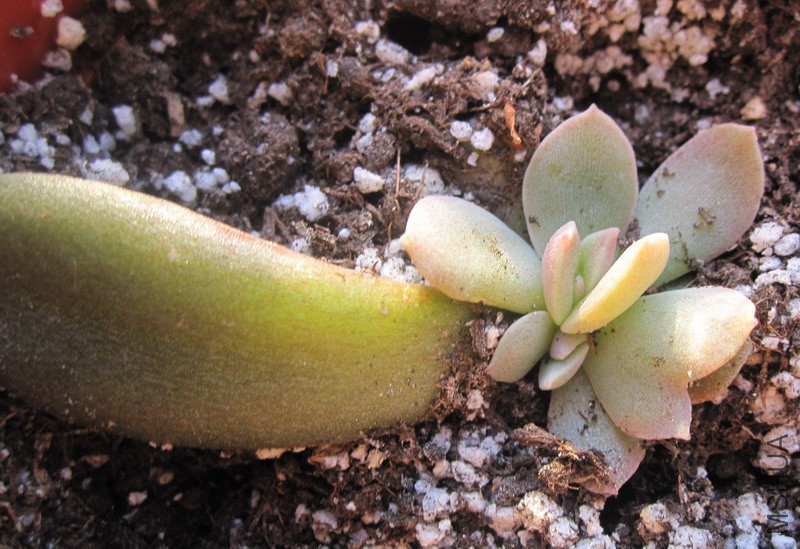 Echeveria 'Brown Sugar' ���� 0.jpg