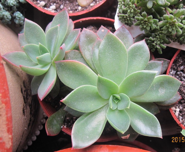 Echeveria 'Flora' ܽ���� 2.JPG