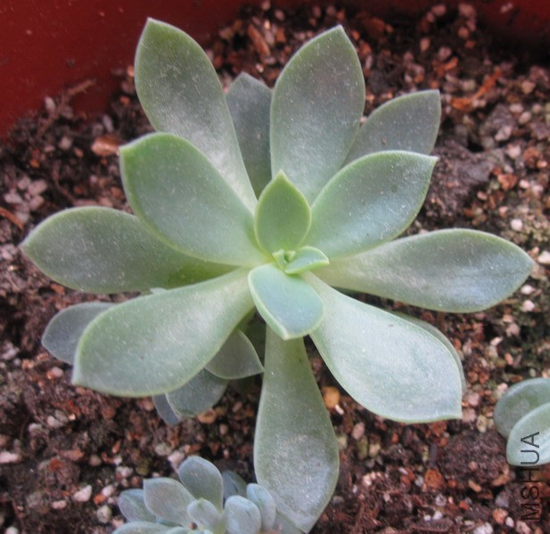 Echeveria 'Flora' ܽ���� 1.JPG