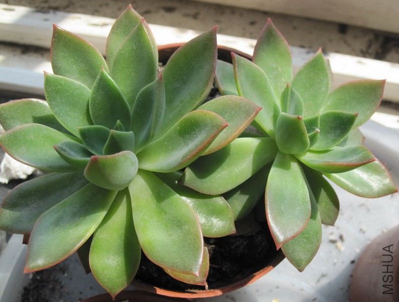 Echeveria 'Flora' ܽ���� 3.JPG