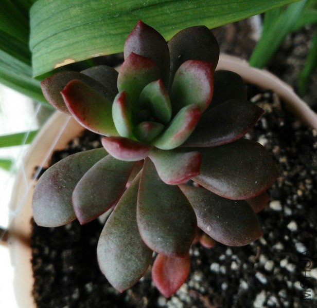 Echeveria macdougallii ������ 2.jpg