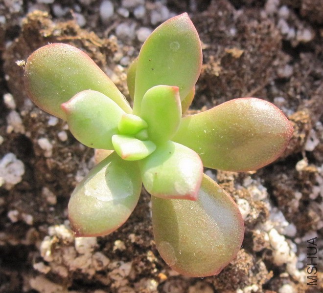 Echeveria macdougallii ������ 1.jpg