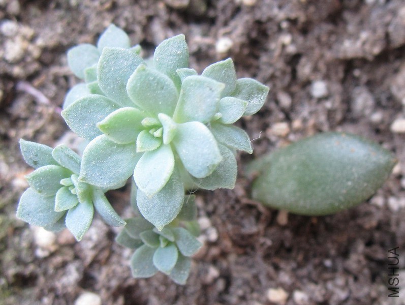 Echeveria 'Green Emerald' ����� 0.JPG