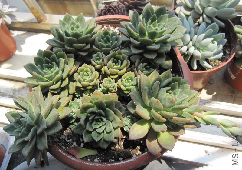 Echeveria 'Green Emerald' ����� 4.JPG