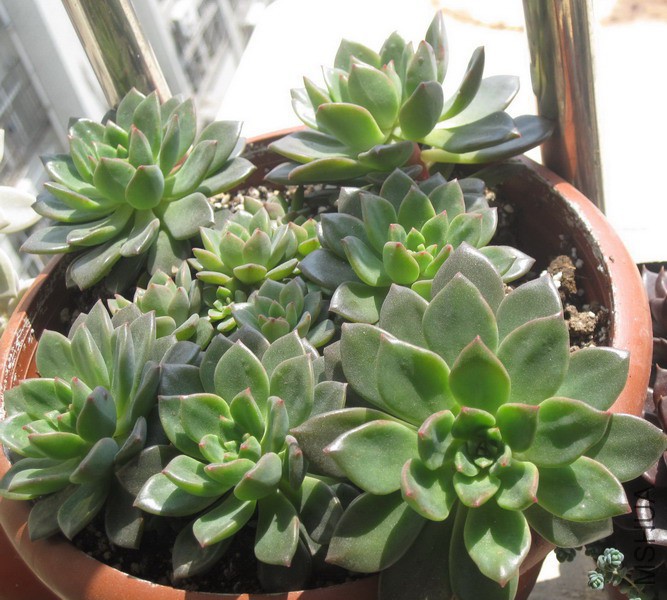 Echeveria 'Green Emerald' ����� 3.JPG