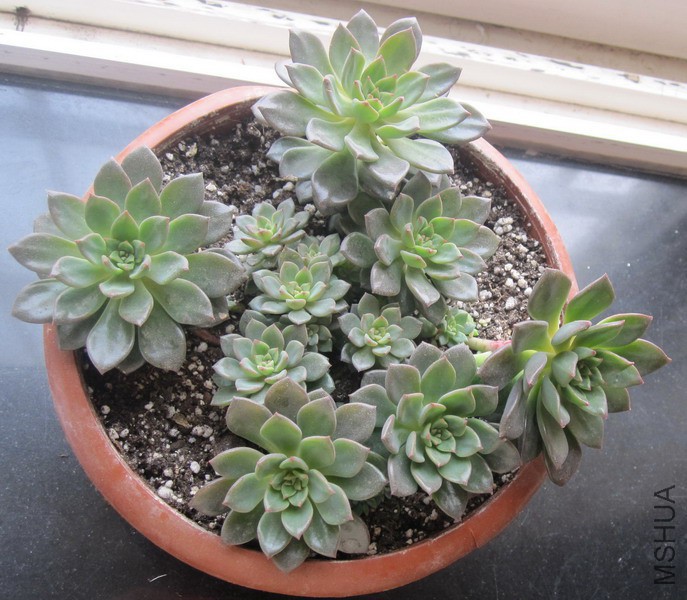 Echeveria 'Green Emerald' ����� 2.JPG