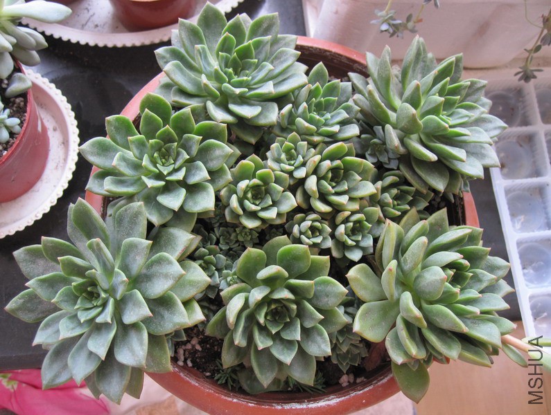 Echeveria 'Green Emerald' ����� 5.JPG