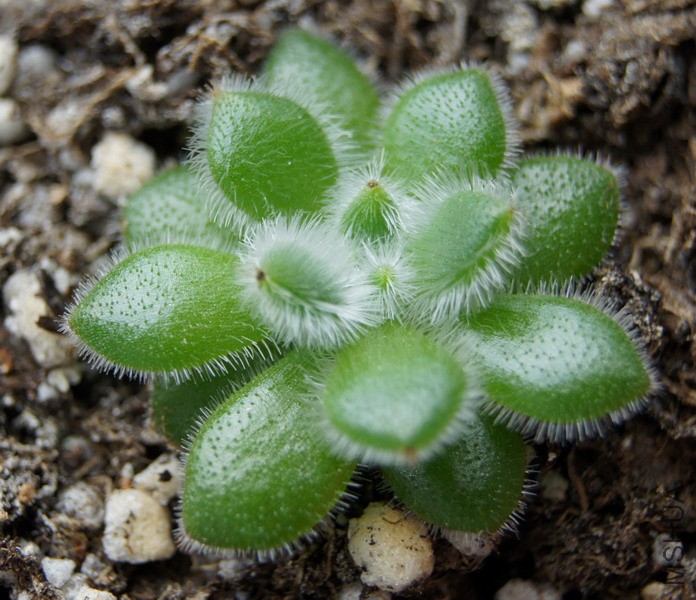 Echeveria 'Bombycina' ������ 1.jpg