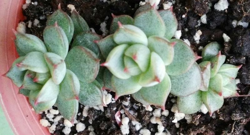 Echeveria 'Fabiola' ���Ȱ��� 2.jpg