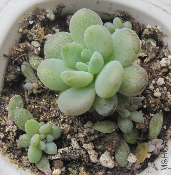 Echeveria amoena ���˾� 1.JPG