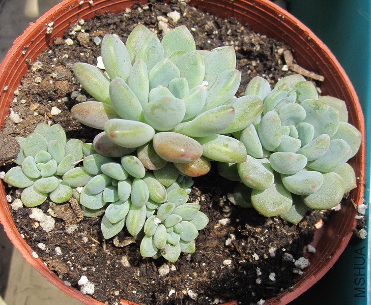Echeveria amoena ���˾� 2.JPG