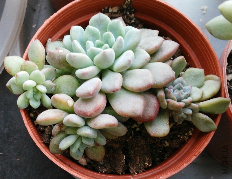 Echeveria amoena ���˾� 3.jpg