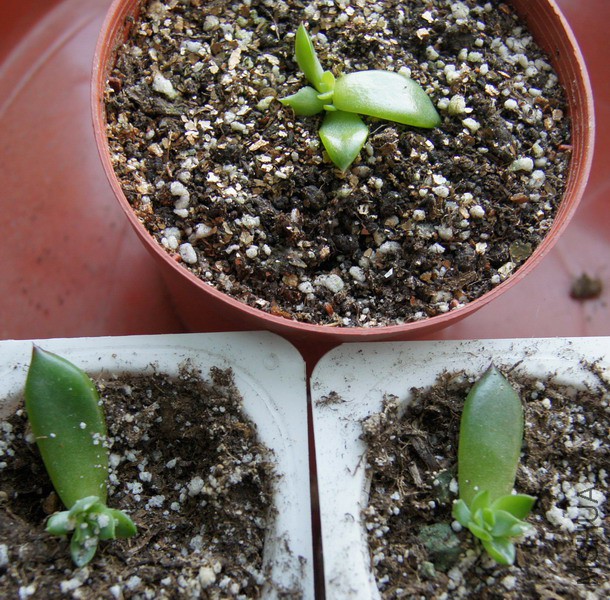 Echeveria agavoides 'Jade Point' ���� ��� 1 .JPG