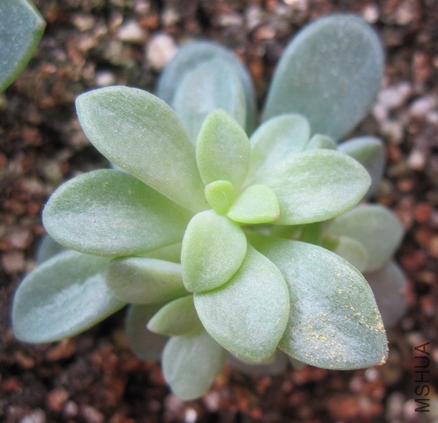 Echeveria 'Rezry' ���� 1.JPG