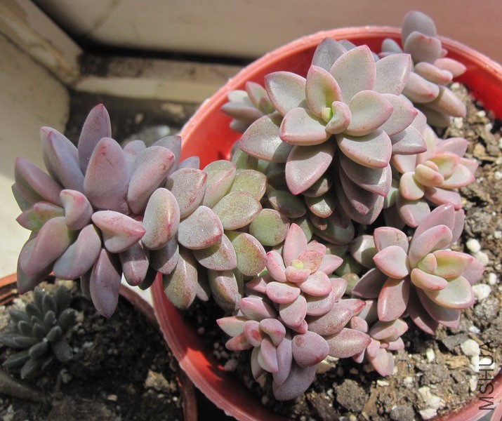 Echeveria 'Rezry' ���� 3.JPG