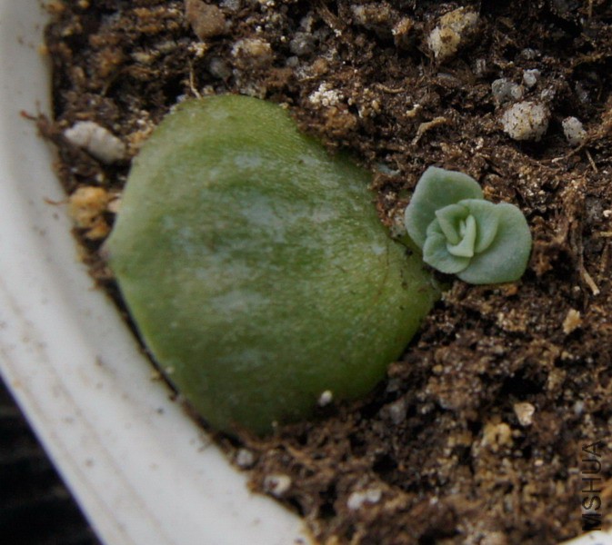 Echeveria 'Blue Surprise' ��ɫ��ϲԭʼ�� 1.JPG