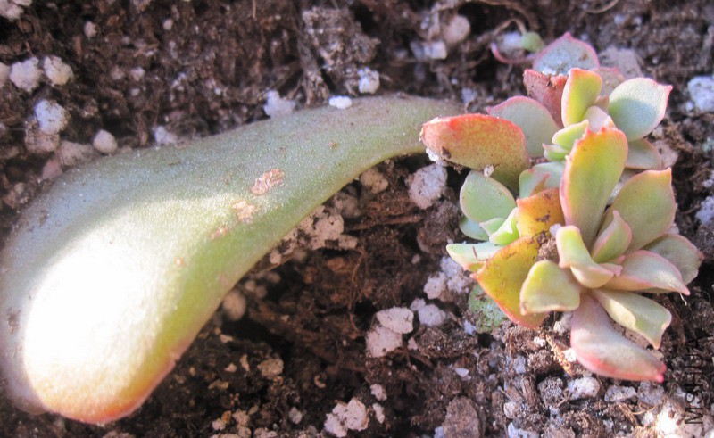 Echeveria 'Painted Frills' ���� 0.jpg