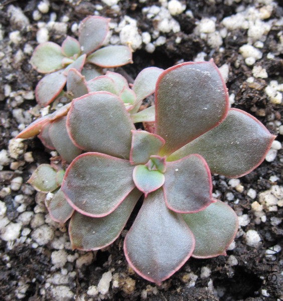 Echeveria 'Painted Frills' ���� 1.JPG