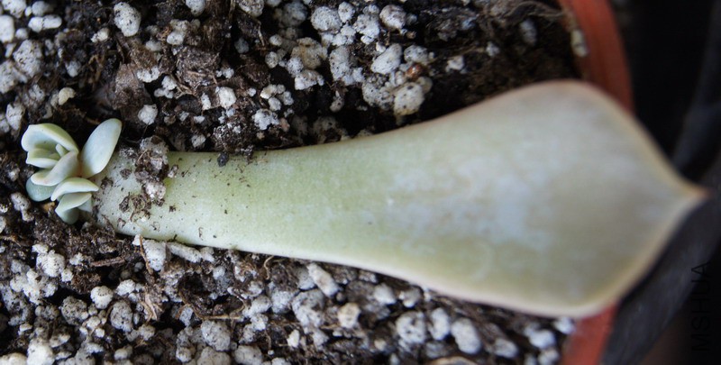 Echeveria lilacina ������ 0.jpg