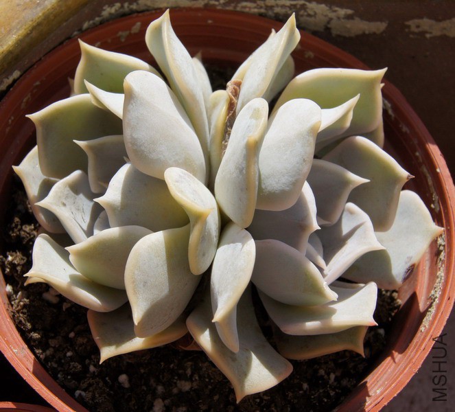 Echeveria lilacina ������ 2.JPG