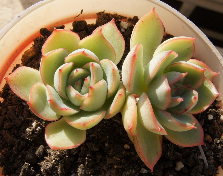 Echeveria 'Moon Goddess' �¹�Ů�� 1B.JPG