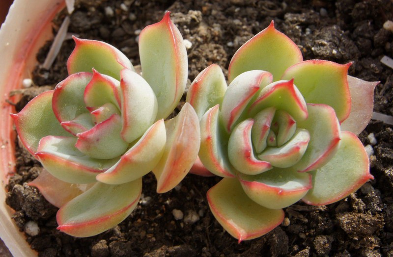 Echeveria 'Moon Goddess' �¹�Ů�� 2.JPG