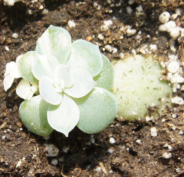 Echeveria peacockii 'Variegated' Ƥ�Ͻ� 1.JPG