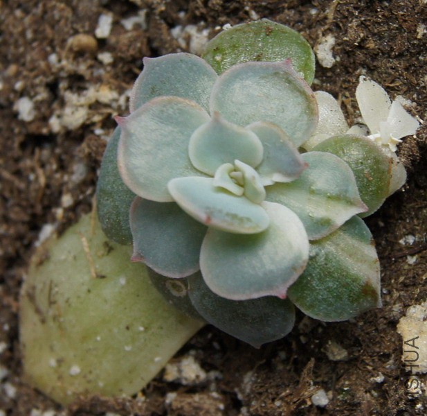 Echeveria peacockii 'Variegated' Ƥ�Ͻ� 2.JPG