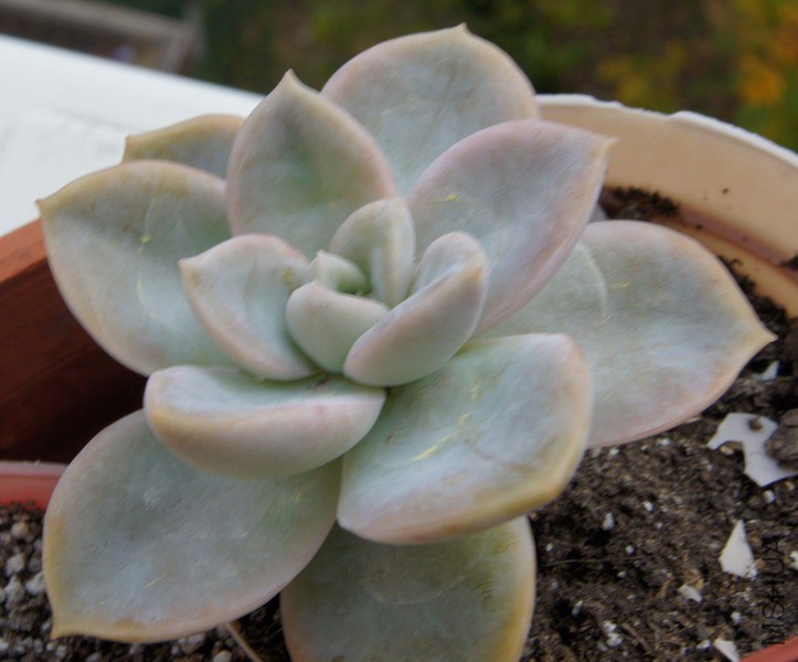 Echeveria 'Beninoturu' ��� ��4.JPG