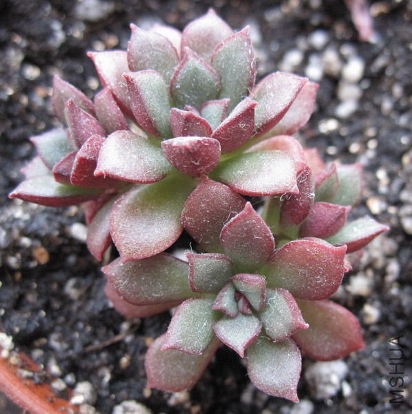 Echeveria 'Supia' ��ƤѼ 4.JPG