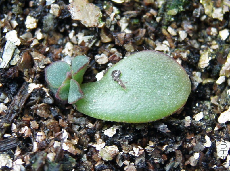 Echeveria 'Supia' ��ƤѼ 1.jpg