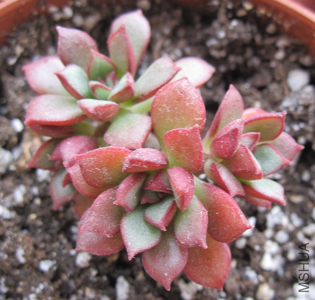 Echeveria 'Supia' ��ƤѼ 3.JPG