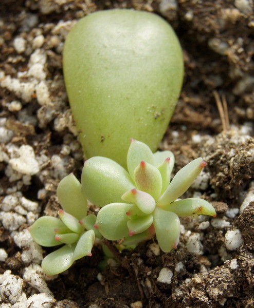 Echeveria 'Tramuntana' �컯ױ 1.jpg