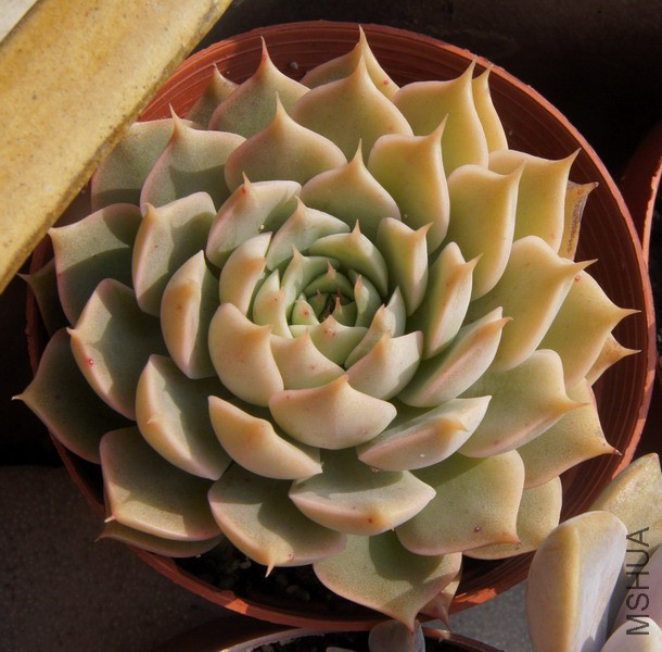 Echeveria 'Margaret' ������� 2A.JPG